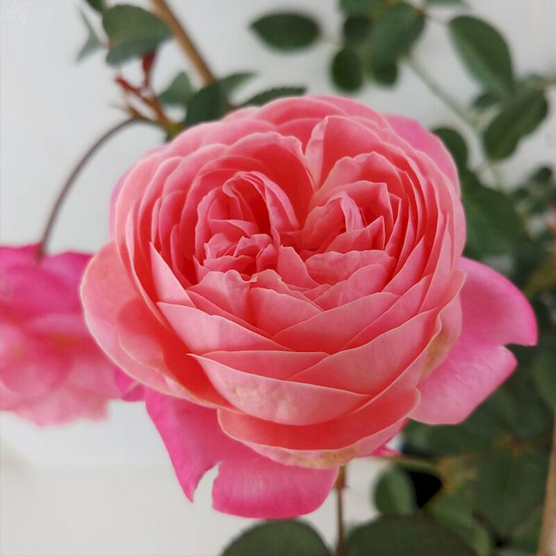 Дрим Лайт (Dream Light) - Розы Японской Селекции - Розы - Каталог